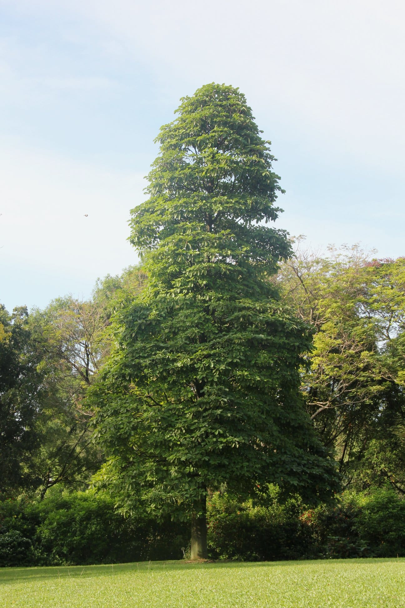 A tall, dense green tree stands in a grassy area with other trees in the background under a partly cloudy sky.